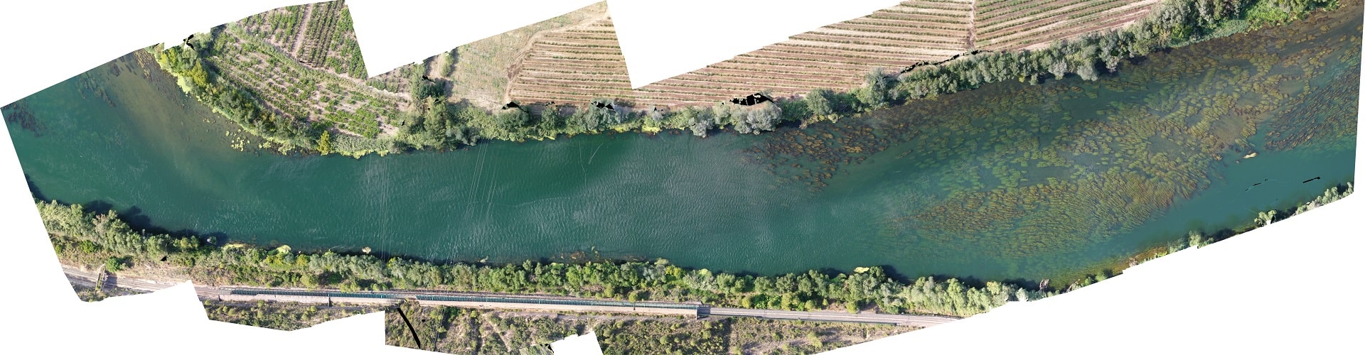 Control de densidad de algas en el río Ebro